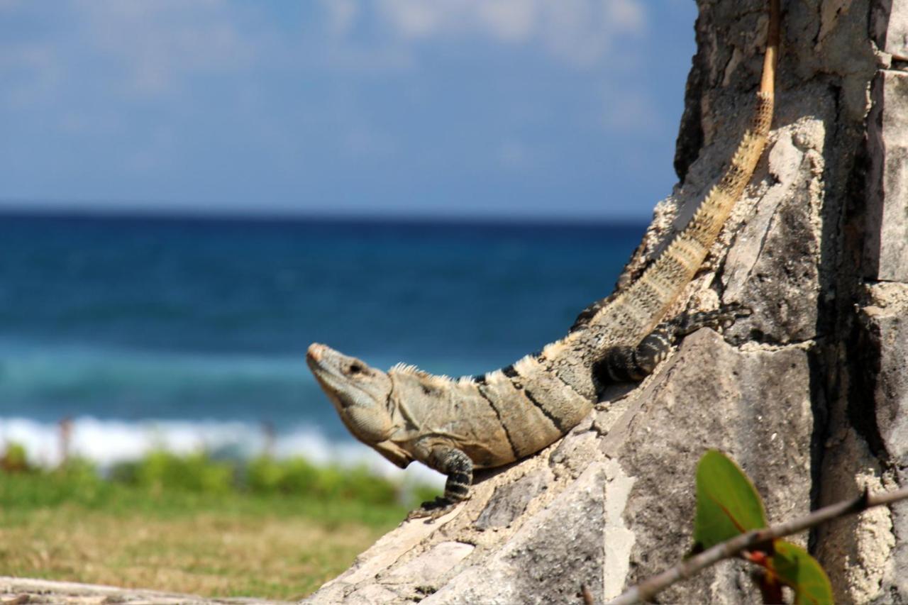 Beautiful & Cozy Studio In Akumal Paradise-Wifi, Ac Екстер'єр фото